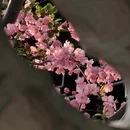 苏州旅游 缩略图 16