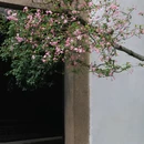 苏州旅游 缩略图 6