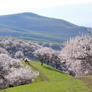 伊犁旅游 缩略图 17