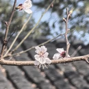 苏州旅游 缩略图 6
