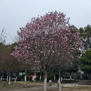 镇江旅游 缩略图 4