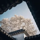 苏州旅游 缩略图 2