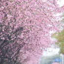 苏州旅游 缩略图 7