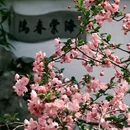 苏州旅游 缩略图 2