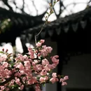 苏州旅游 缩略图 3