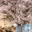 伊犁旅游 缩略图 2