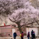 伊犁旅游 缩略图 5
