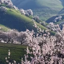伊犁旅游 缩略图 1