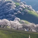 伊犁旅游 缩略图 3