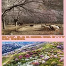 伊犁旅游 缩略图 3
