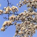 苏州旅游 缩略图 4