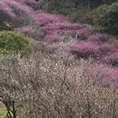 福州旅游 缩略图 7