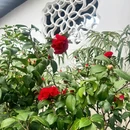 苏州旅游 缩略图 7