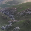 伊犁旅游 缩略图 4