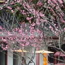 杭州旅游 缩略图 4