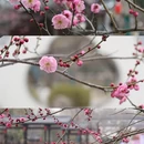 杭州旅游 缩略图 6