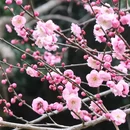 杭州旅游 缩略图 8