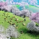 伊犁旅游 缩略图 2