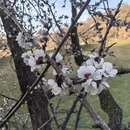 伊犁旅游 缩略图 4