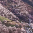 伊犁旅游 缩略图 3