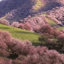 伊犁旅游 缩略图 4
