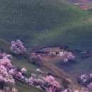 伊犁旅游 缩略图 10