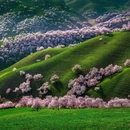 伊犁旅游 缩略图 6