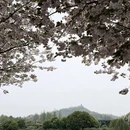 上海旅游 缩略图 3