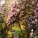 林芝旅游 缩略图 2