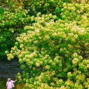 广州旅游 缩略图 7