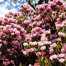 林芝旅游 缩略图 9