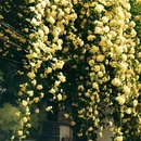 南京旅游 缩略图 12