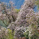 林芝旅游 缩略图 14