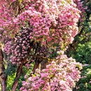 林芝旅游 缩略图 8