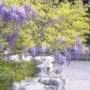 上海旅游 缩略图 6