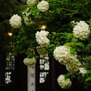 苏州旅游 缩略图 12