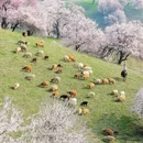 伊犁旅游 缩略图 4