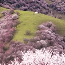 伊犁旅游 缩略图 5