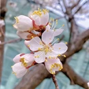 伊犁旅游 缩略图 9