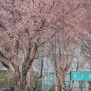 伊犁旅游 缩略图 11