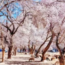 伊犁旅游 缩略图 1