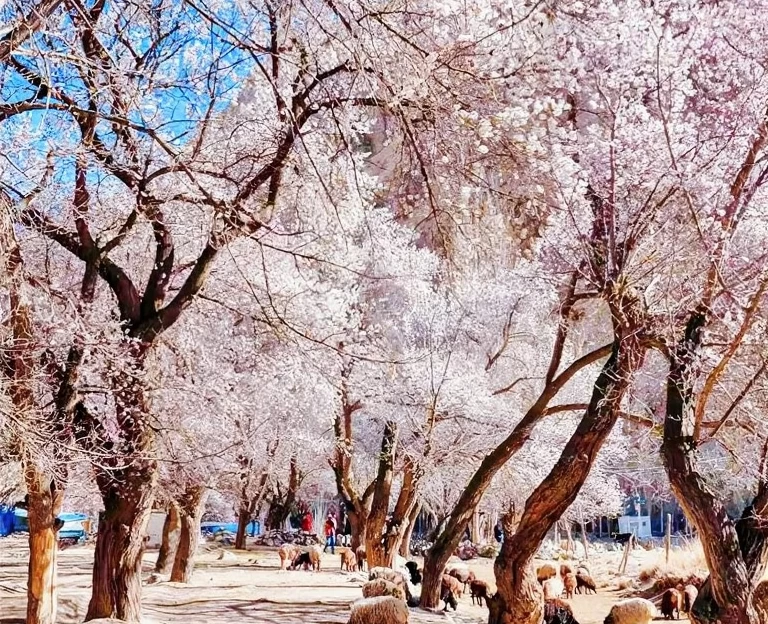 伊犁旅游 1
