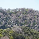伊犁旅游 缩略图 9