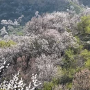 伊犁旅游 缩略图 8