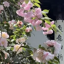 苏州旅游 缩略图 7