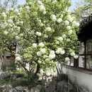 苏州旅游 缩略图 17