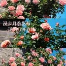 昆明旅游 缩略图 5