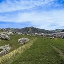 伊犁旅游 缩略图 8