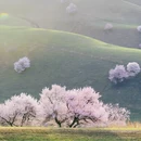 伊犁旅游 缩略图 8