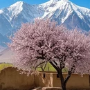 伊犁旅游 缩略图 2